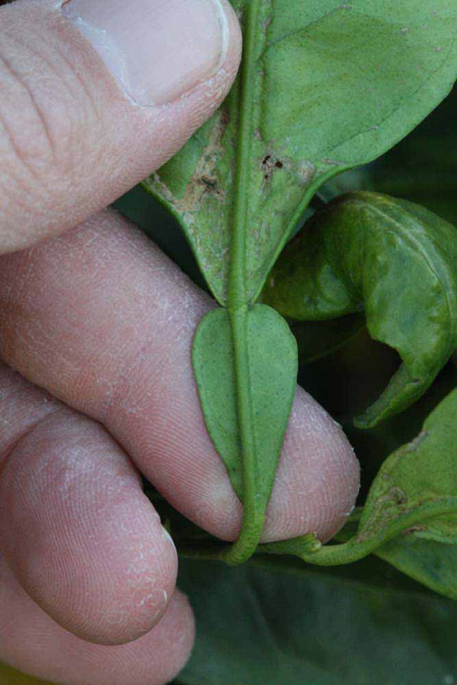              Petiole (Riverside, CA)       